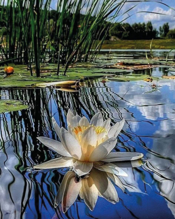 Картина по номерам ТМ Цветной 40х50 на подрамнике, арт. PG — PG0006 Благоухание утра