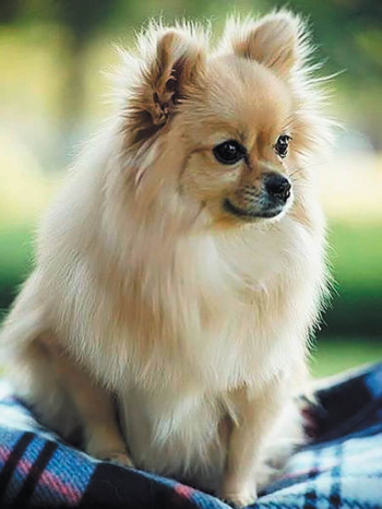 Картина по номерам ТМ Цветной 30х40 на подрамнике, арт. PE — PE0007 Ласковый друг