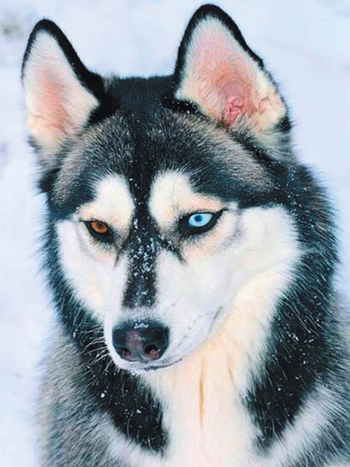 Картина по номерам ТМ Цветной 30х40 на подрамнике, арт. PE — PE0006 Удивительный хаски