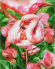 Картина по номерам ТМ Цветной 40х50 на подрамнике, арт. GX GX23743 Розовый фламинго