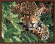 Картина по номерам ТМ Цветной 40х50 на подрамнике, арт. GX GX6833 Леопард в кустах