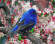 Картина по номерам ТМ Цветной 40х50 на подрамнике, арт. GX GX23193 Синяя птица