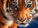 Картина по номерам ТМ Цветной 30х40 на подрамнике, арт. EX EX5808 Взгляд тигра